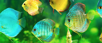 Wasserfilter für Aquarien - gesunde Wasserqualität für Fische