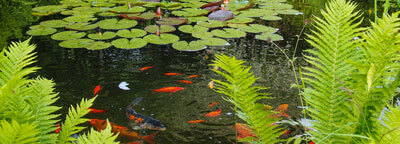 Teichwasser mit Regenwasserqualität