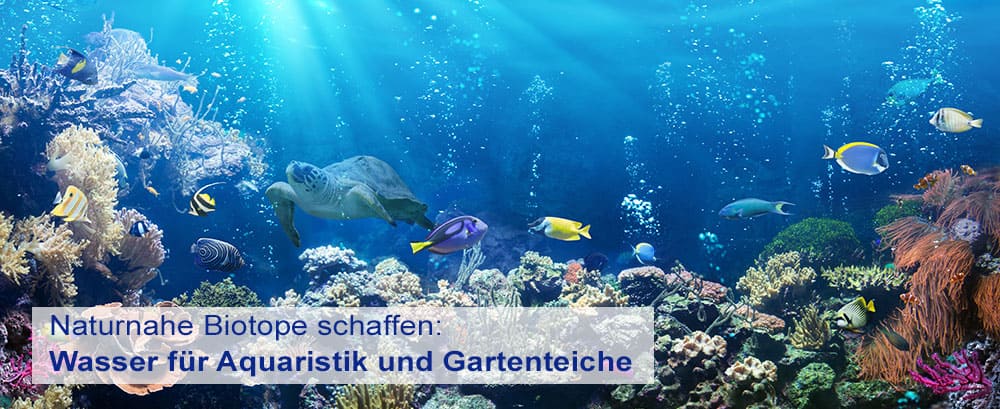 Sauberes Wasser – die Grundvoraussetzung für die Haltung von Zierfischen und Wasserpflanzen