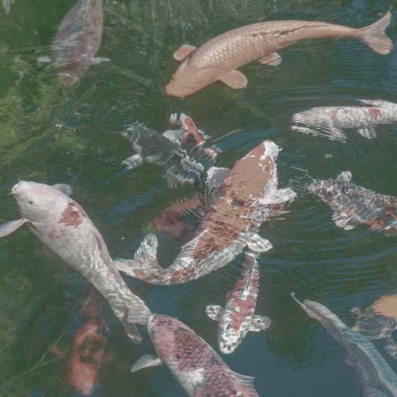 produktberater-wasserfilter-aquaristik